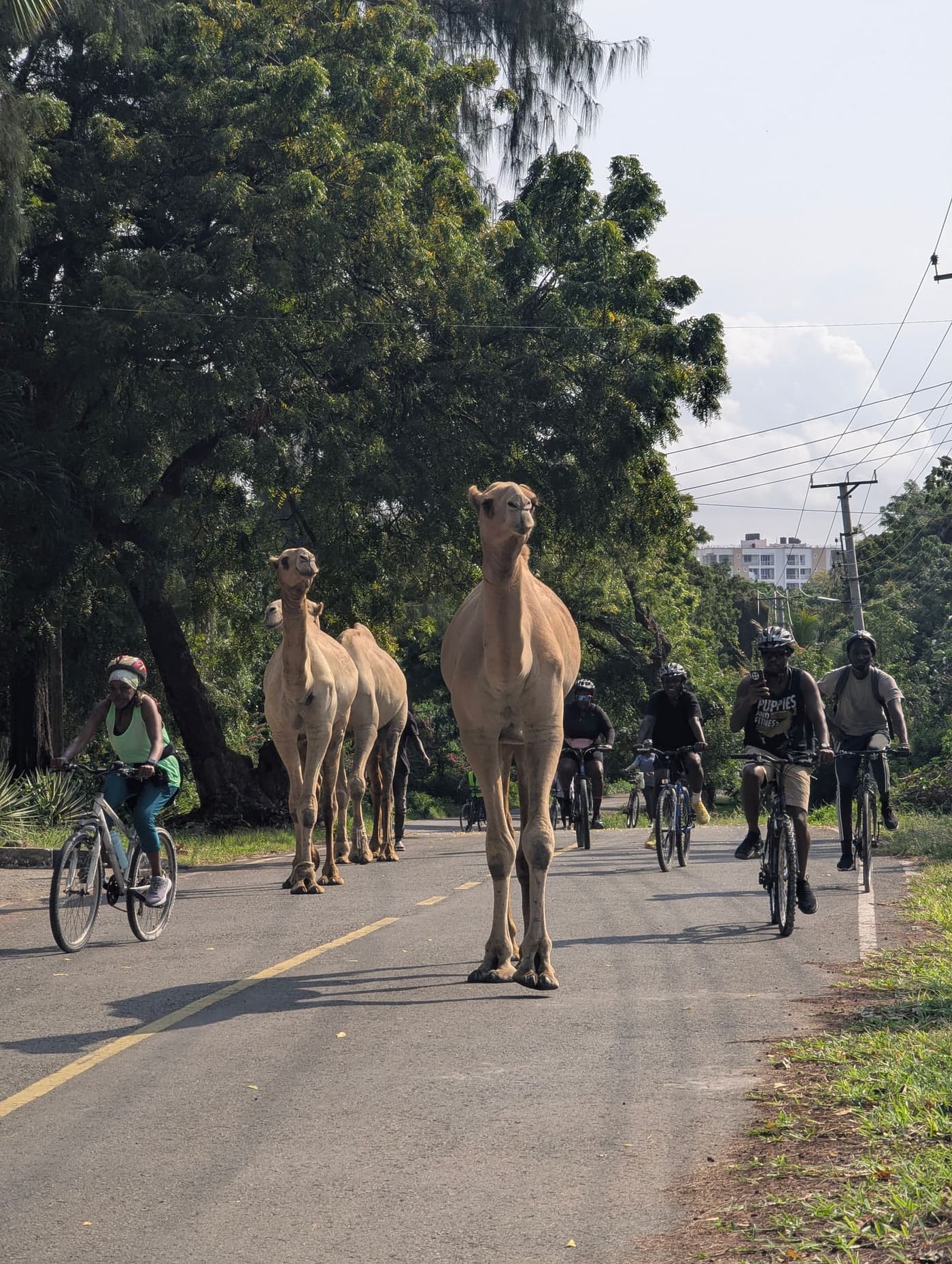 Riders on a tree-lined road in Nyali, sharing it with three camels